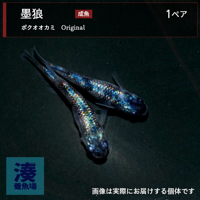 mgh005