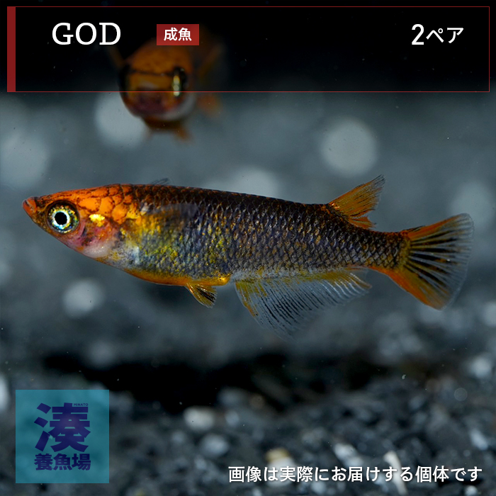 mgh007