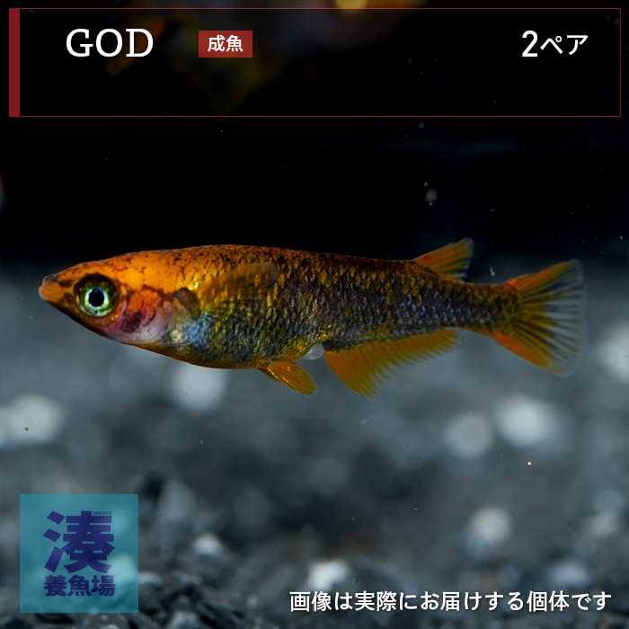mgh007