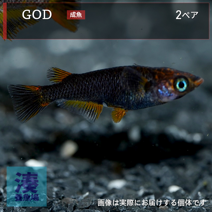 mgh007