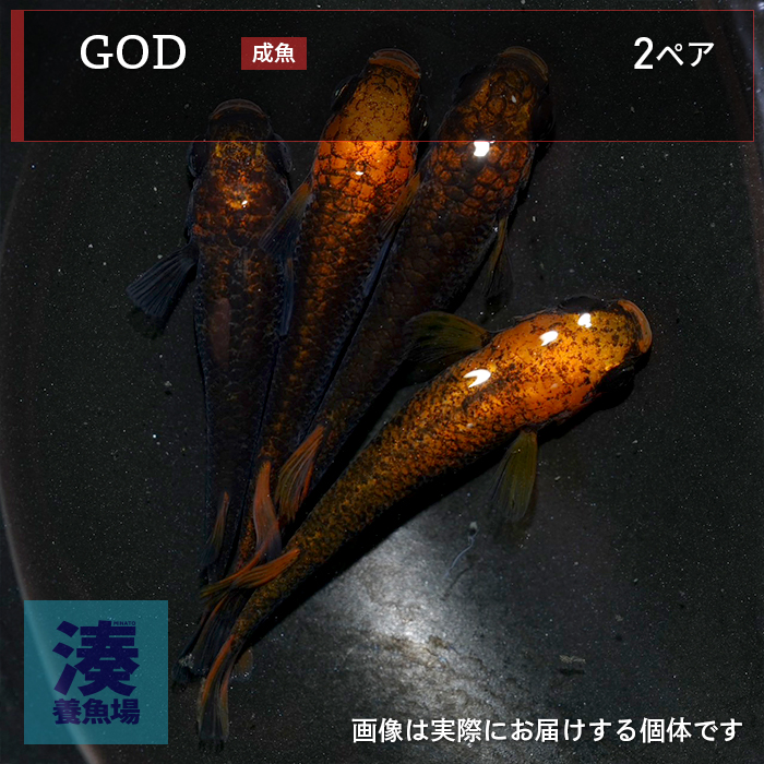 mgh007