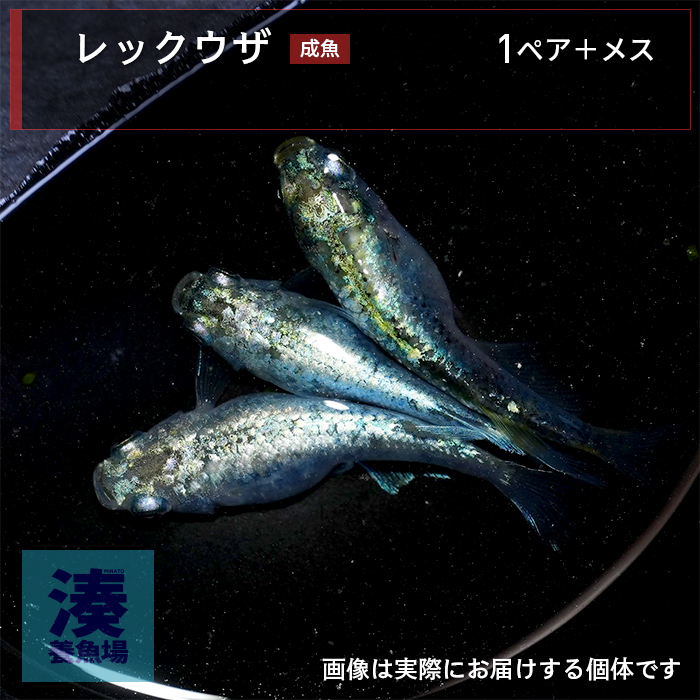 mgh008